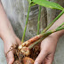 How to Re-Grow Ginger from Kitchen Scraps