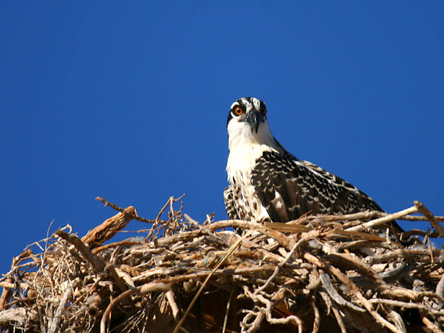 Osprey