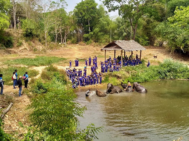 mae rim elephant home, maerim elephant home, mae rim elephant camp, maerim elephant camp, maerim elephant chiang mai, mae rim elephant chiang mai