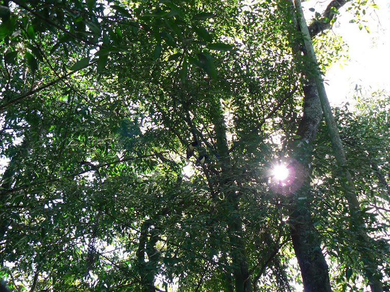 Una luz entre el bosque: eso es la lectura de un libro