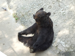   ussuri brown bear, ezo brown bear, japanese black bear, bears in japan map, japanese bear rilakkuma, how did bears get to japan, japanese bear cartoon, siberian tiger kills polar bear, japan bear mascot