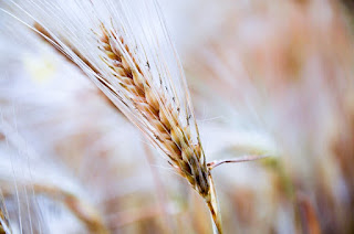 gandum dapat menurunkan tekanan darah tinggi
