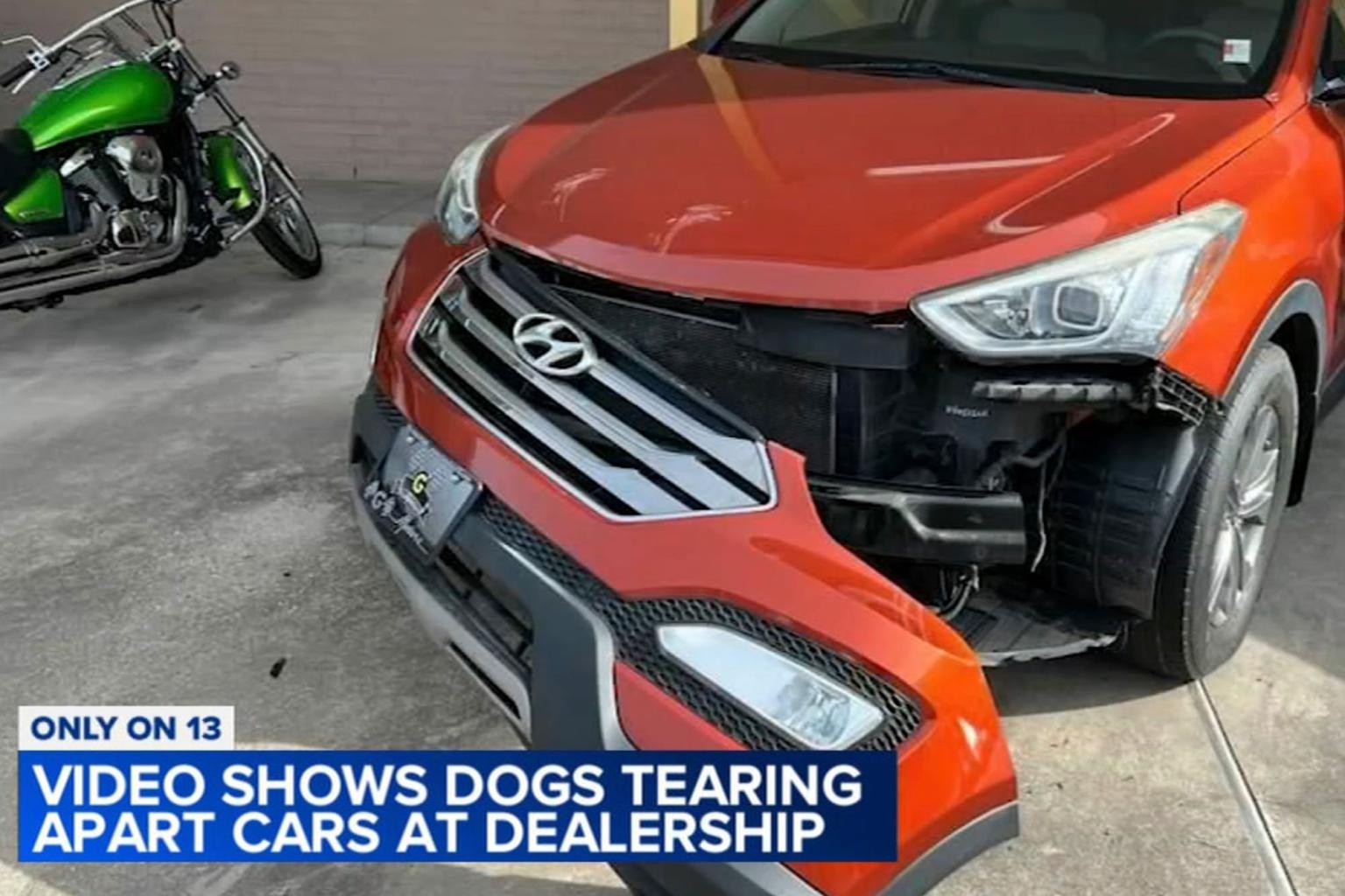 2 Stray Dogs Destroy Cars at Texas Dealership