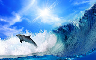 Jumping Dolphin High Waves HD Wallpaper