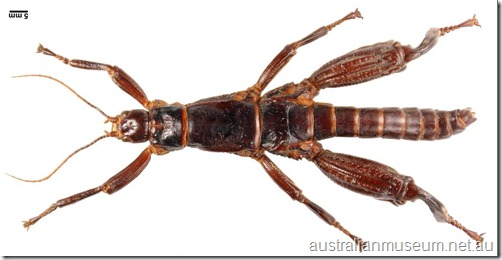 Dryococelus australis