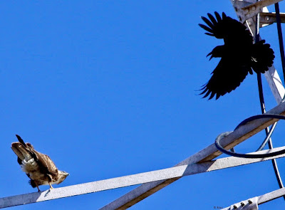 Common Buzzard   mobbed by Long-billed Crow