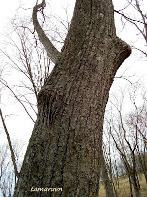 Липа амурская (Tilia amurensis)