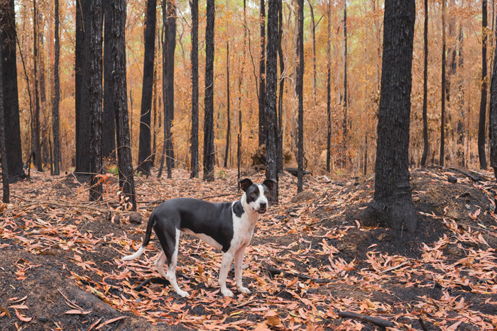 dog in burnt out bush australia