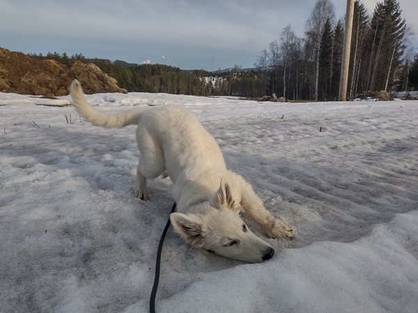 hvit gjeterhund