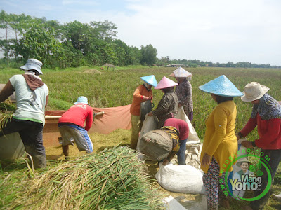 Foto 10 : Panen Padi TRISAKTI Umur 75 HST di sawah Admin di Subang. 