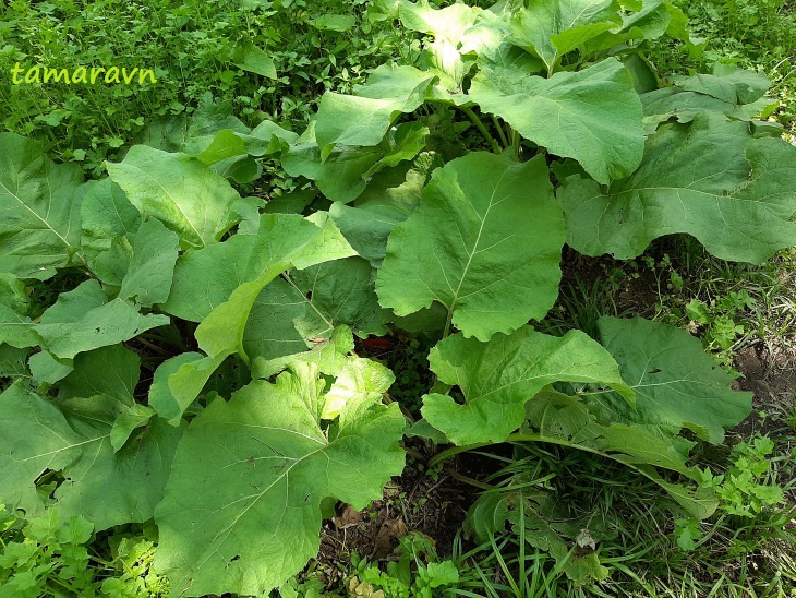 Лопух войлочный (Arctium tomentosum)