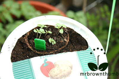 companion planting in upside down pepper planter