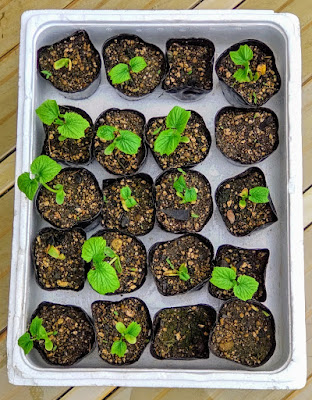 Photo of vegetable seedlings