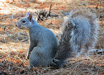 Squirrels help illustrate the design of the Creator