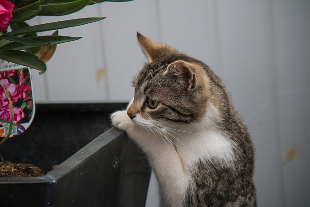 Alasan Kucing Jadi Hewan  Kesayangan  Nabi Bloggin Up