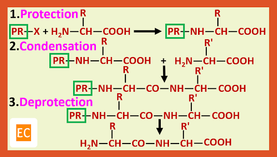 peptide synthesis using protecting amino group