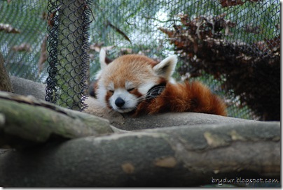 Red Panda