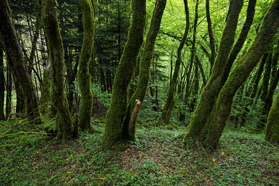 Mossy forest in Massif des Bauges Natural Park