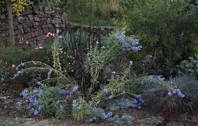 Salvia azurea - Blue sage - Prairie sage care and culture