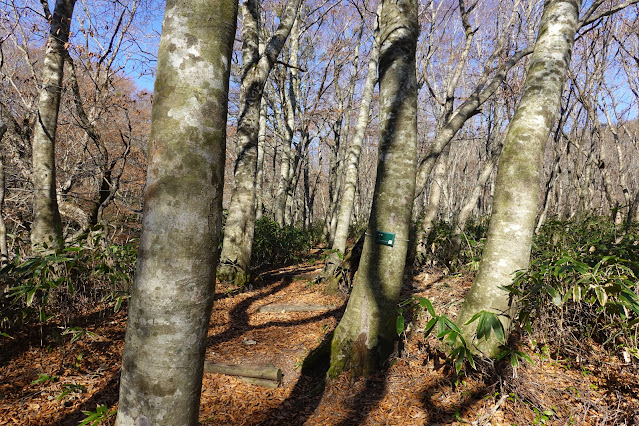 鳥取県日野郡江府町御机 新小屋峠登山道