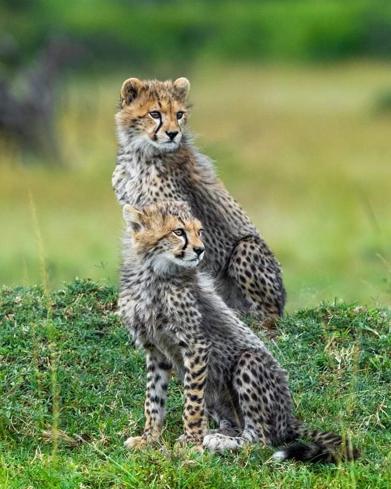 Leopard Wildlife Photography
