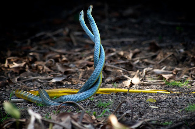 🐍 SONHAR COM COBRA AZUL - O QUE SIGNIFICA SONHAR COM COBRA AZUL? [SONHAR  COM COBRA] 