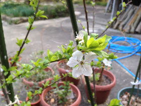 カルシウムの木の花