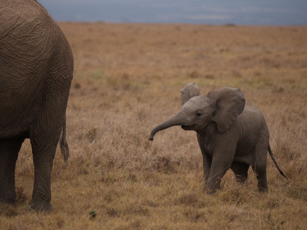 Baby Elephant