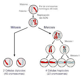 Diferencias entre la división celular por mitosis y por meiosis