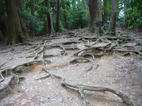 岩盤が固く地下に根を張れない木の根道