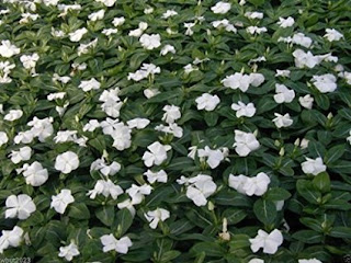 madagascar periwinkle