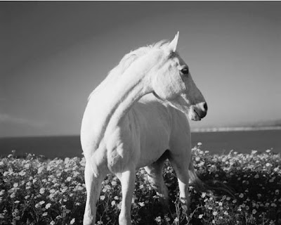 White Horse - White Horses Wallpaper