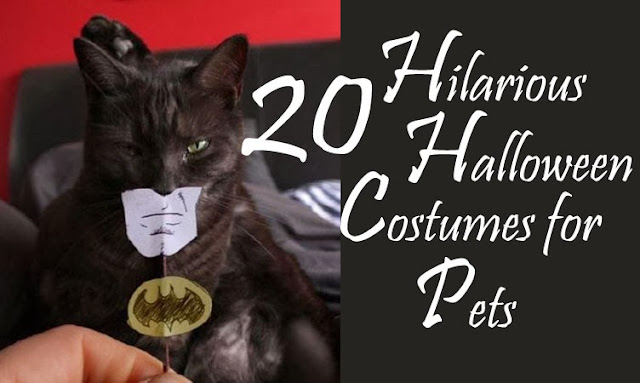 20 halloween costumes for pets, batman cat costume