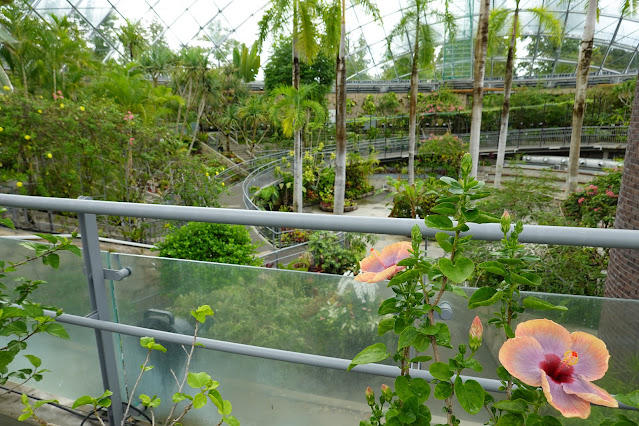 鳥取県西伯郡南部町鶴田　とっとり花回廊　フラワードーム　ハイビスカス