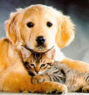 cat and dog Funny cats and dogs pics