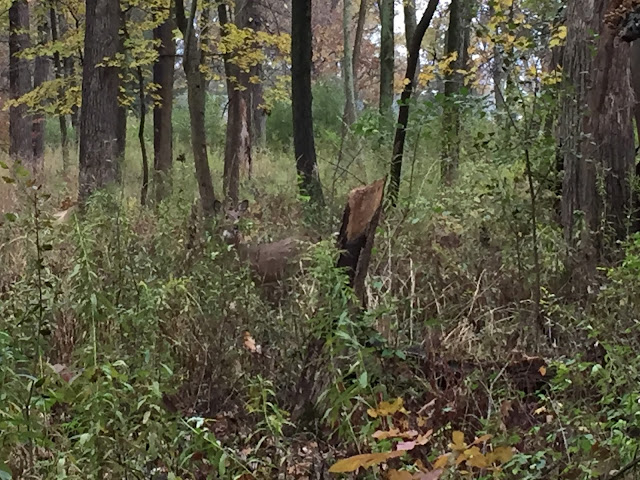 A deer hiding in the brush at The Grove