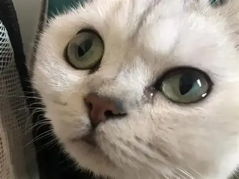 5 Reasons Why Your Cat's Eye Discharge Increases