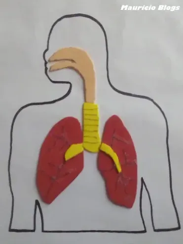 elaboracion de maqueta del sistema respiratorio