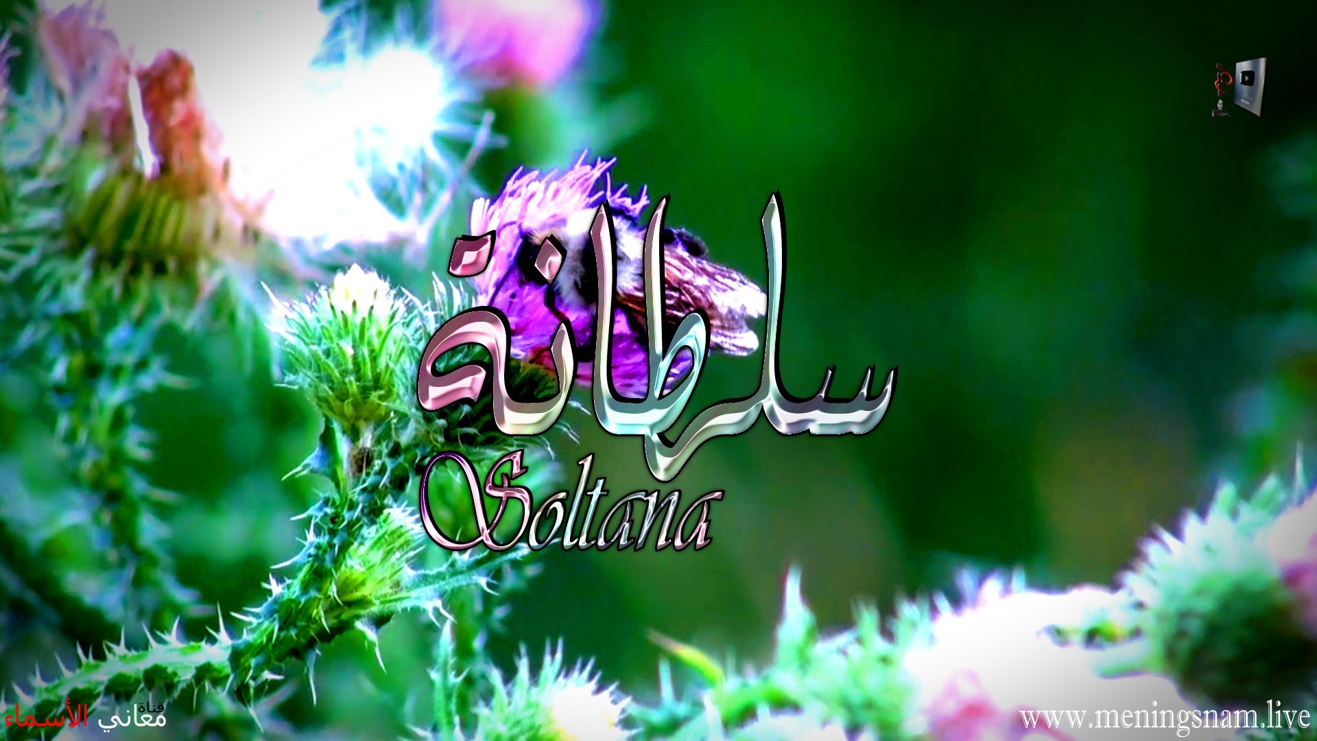 معنى اسم سلطانة وصفات حاملة هذا الاسم Soltana