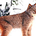 Lynx - Lynx Cat