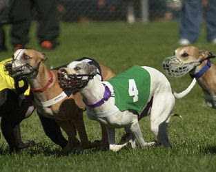 Dogs Racing