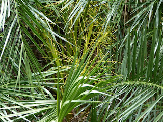 Phoenix reclinata - Dattier du Senegal