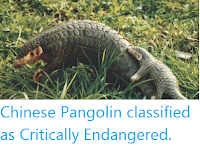 https://sciencythoughts.blogspot.com/2014/08/chinese-pangolin-classified-as.html