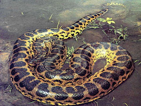 Anaconda Wallpaper