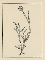 Soma plant, used for Pakhandi ritual