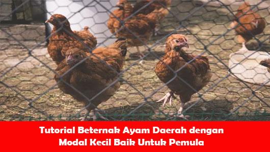 Tutorial Beternak Ayam Daerah dengan Modal Kecil Baik Untuk Pemula