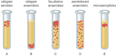 bakteri aerobik anaerobik obligat fakultatif