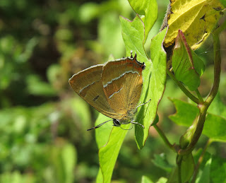 Brown Hairstreak