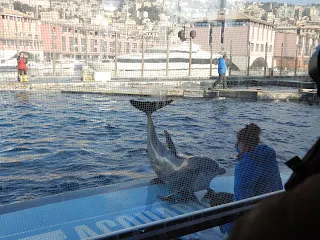 ジェノヴァ水族館のイルカ