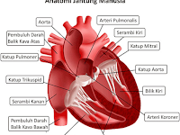 Sistem Peredaran Darah pada Manusia